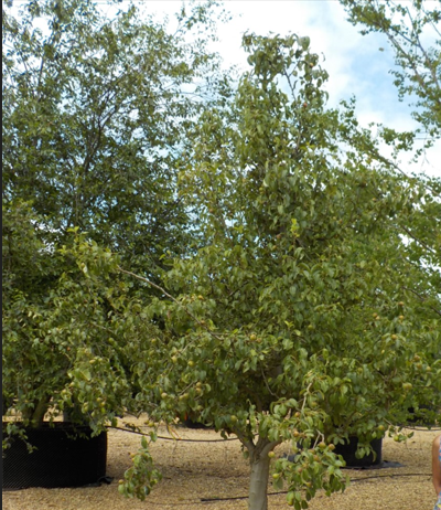 Pyrus communis (Pear)